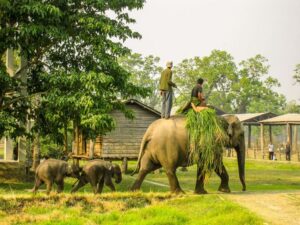 Chitwan Tour